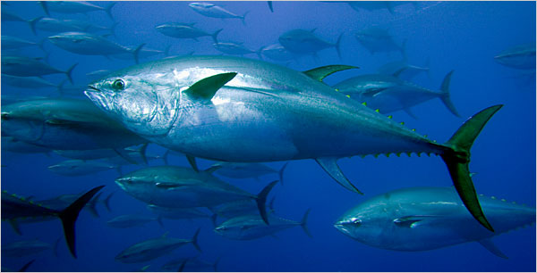 tuna